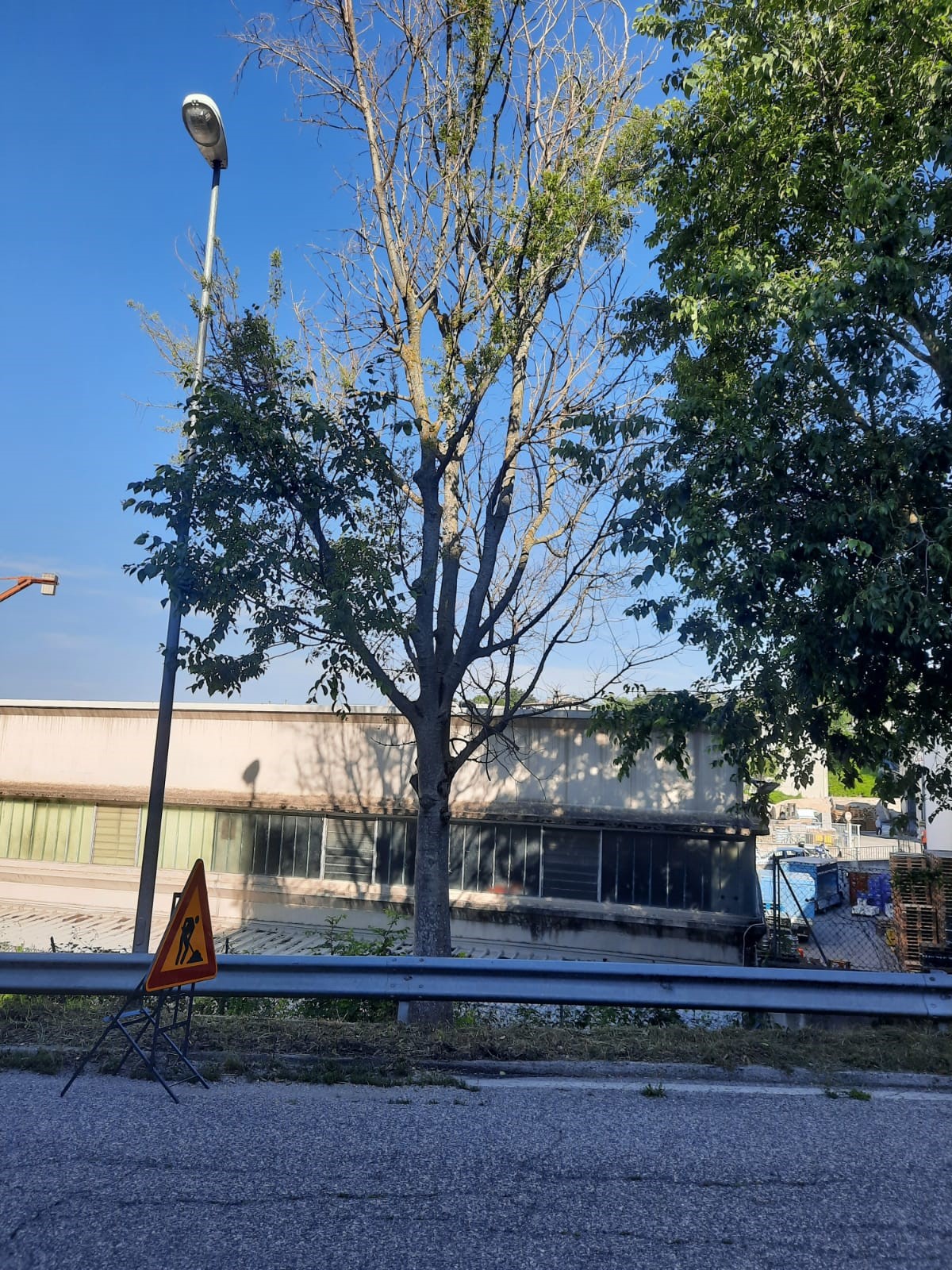 Alcuni alberi ultra trentennali sono stati avvelenati