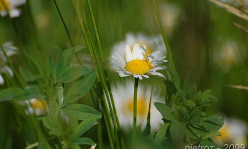 SFALCI DIFFERENZIATI – Un contributo alla biodiversità