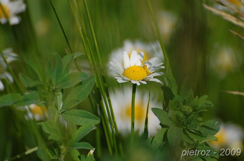 SFALCI DIFFERENZIATI – Un contributo alla biodiversità